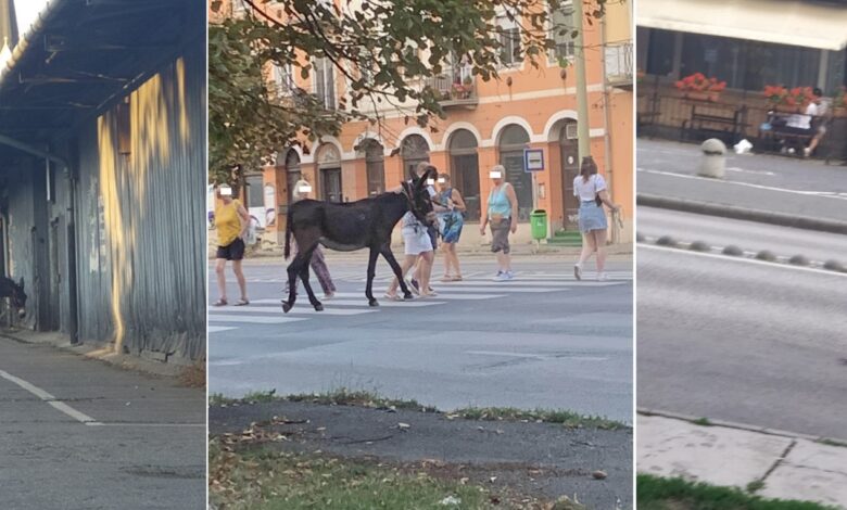 What to do with horses in Szeged, it’s great to go to pubs with stashes and go for walks (updated) – Szeged news