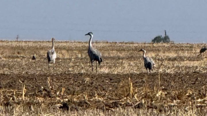 Eljött az ősz – megérkeztek az átvonuló darvak Csongrád-Csanád megye határára (galéria) - Szegedi hírek | Szeged365